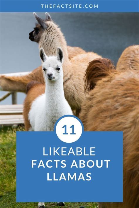 Discover Fascinating Facts About Llamas