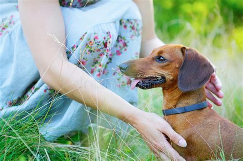 Red Smooth Haired Dachshund And Woman Outdoors Stock Photo Image Of