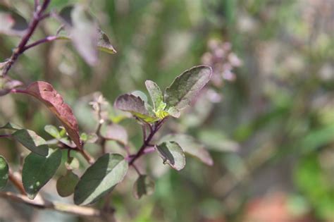 Ocimum Tenuiflorum Krishna Tulsi Shyama Tulsi Purpleleaved Tulsi Stock