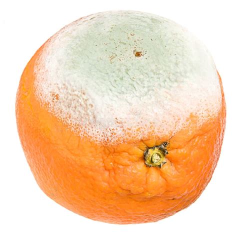 Rotten Orange Stock Photo Image Of Fungus Putrid White 5849502