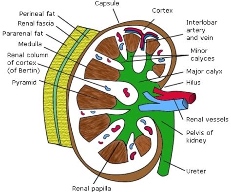 Label The Schematic Drawing Of A Kidney