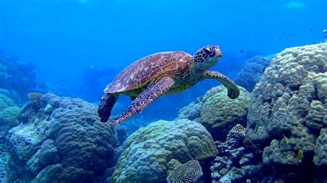 Sea Turtle Swimming Underwater Scene Coral Image Desktop Wallpaper Hd
