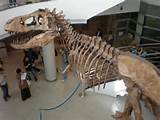 Pictures of Dinosaur Fossil Museum California