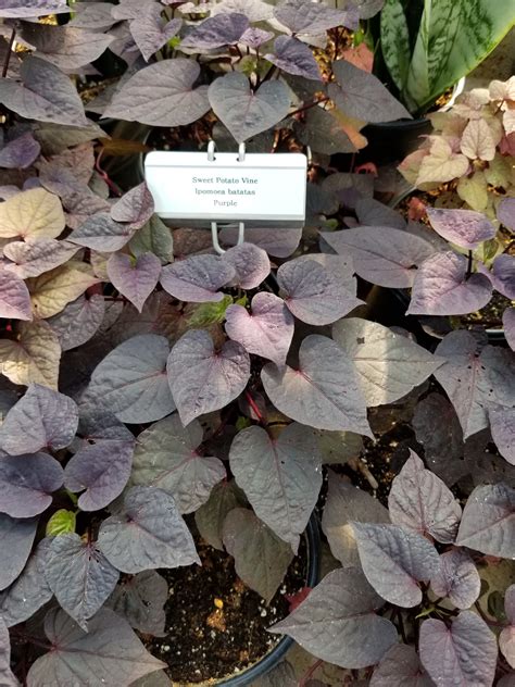 Sweet Potato Vine Ipomoea Batatas Purple Flora Conservancy Of Forest Park