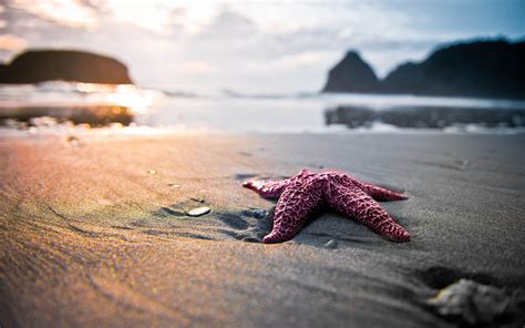 Landscape Starfish Beach Wallpapers Hd Desktop And