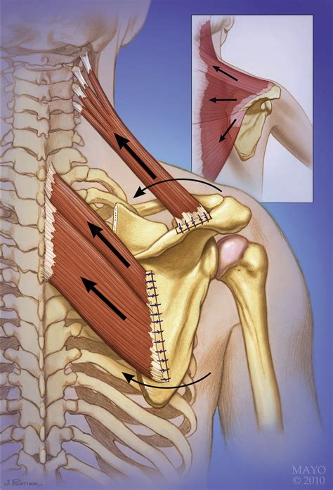 References In Scapular And Shoulder Girdle Muscular Anatomy Its Role