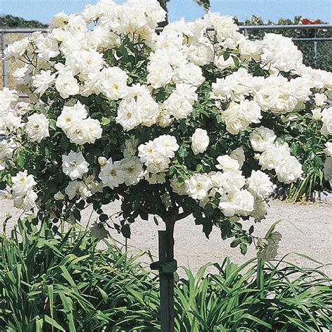 Icecap Rose Tree Stunning White Flowering Rose Tree — Plantingtree