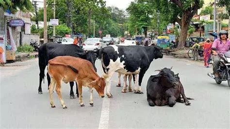 Menace By Stray Cattle Forces Locals To Drive 100s Of Cows Into Civic Body S Compound In Mp