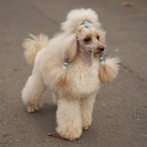 15 Funny Haircuts For Poodles That Will Make Your Day Happy Page 2 Of