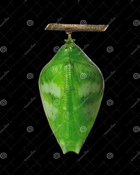 A Green Pupa Of The Forest Pearl Charaxes Butterfly On Black Background