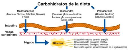 ¿qué Son Los Carbohidratos Y Cuál Es Su Función Mt