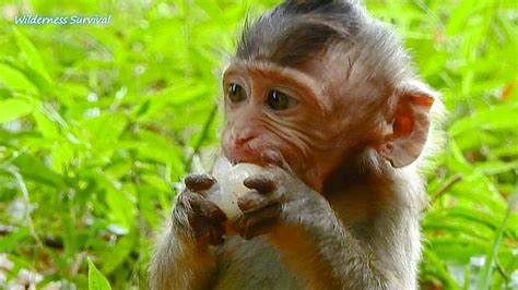 Adorable Baby Monkey Cute Orphan Baby Monkey Youtube