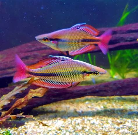 The 39 Most Colorful Freshwater Aquarium Fish Aquanswers