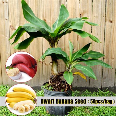 Fast Growing Fresh Dwarf Banana Seed For Planting 50pcs Per Pack