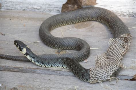 Vi listar de 10 lättaste sätten att se skillnad på ormarna i sverige.har. Gratis bilder på snok - Reptiler