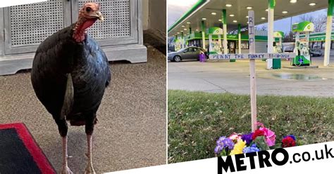 Outrage After Celebrity Turkey Called Penny Is Shot Dead And Given To