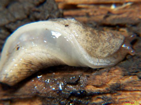 Check spelling or type a new query. Important Reminder: Don't Eat Raw Garden Slugs - HIV and ...