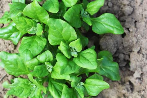 Grow New Zealand Spinach In Just Few Days Ultimate Spinach Guide