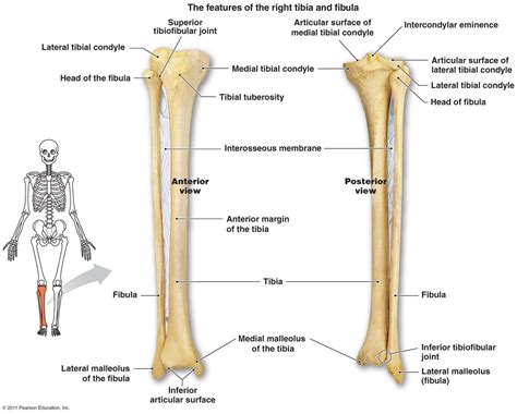 Image Result For Lateral Tibial Condyle Human Anatomy And Physiology