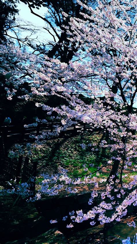 Cherry Blossoms Iphone Wallpaper Wallpapersafari
