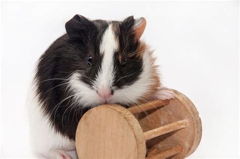 25 Best Guinea Pig Toys In 2024 Pango Pets