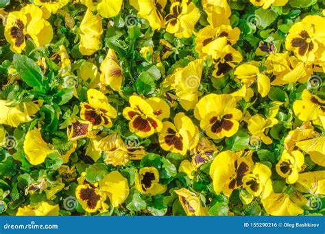 Flowers Pansies Bright Yellow Colors With A Dark Mid Closeup Yellow