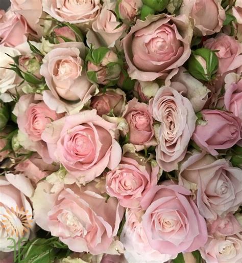 Muscadet Spray Roses Wholesale Flowers And Diy Wedding Flowers