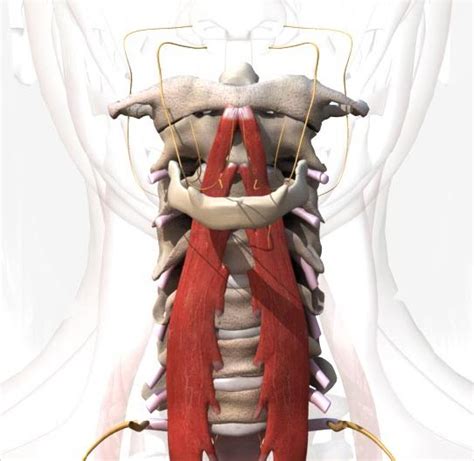 It had its head brought backward and colored the neck forms. Cervical Spine Anatomy, Diagram & Function | Posture fix, Body therapy, Massage therapy