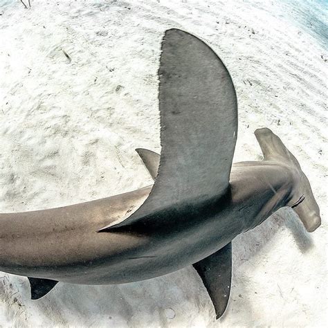 Sharkworld786 On Instagram The Dorsal Fin Of A Great Hammerhead From