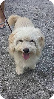 Advice from breed experts to make a safe choice. Tampa, FL - Miniature Poodle/Dachshund Mix. Meet Sonny, a ...
