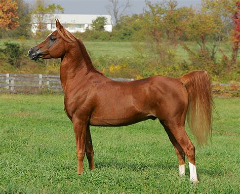 Weitere pferdebilder sind auf der seite pferd zu finden. Arabian - Horse Canada