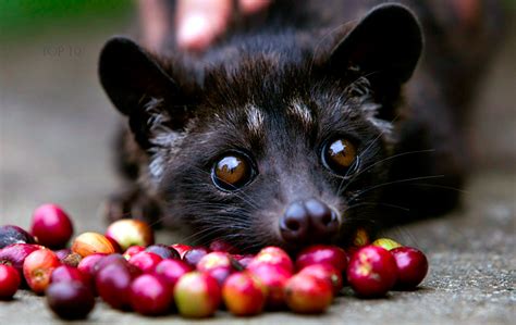 Maybe you would like to learn more about one of these? Palm Civet — Animal Scene Magazine