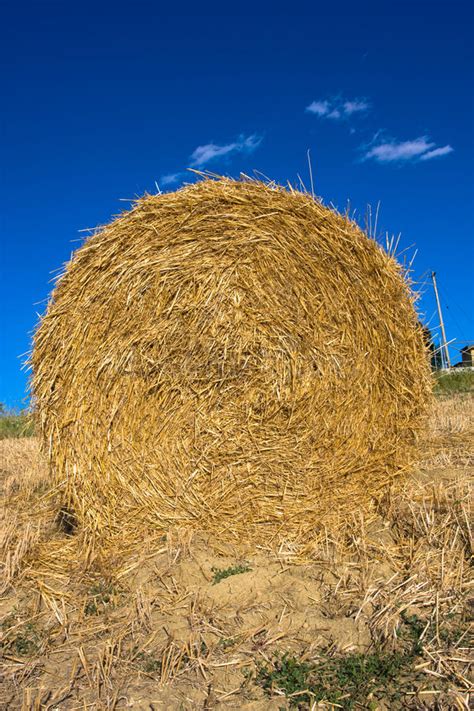 Hay Bale Stock Image Image Of Golden Corn Harvested 10295725
