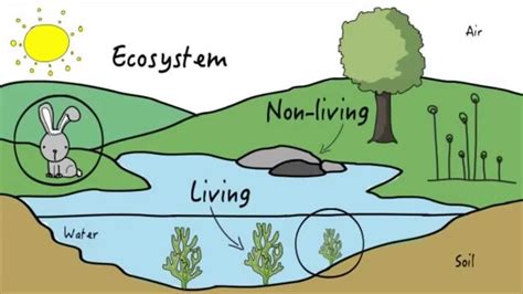 Ecosystem Meaning And Example Imagesee