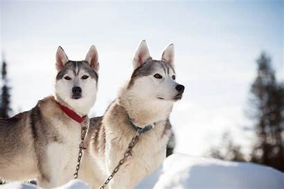 Husky Siberian Temperament Huskies Dog Personality Lapland