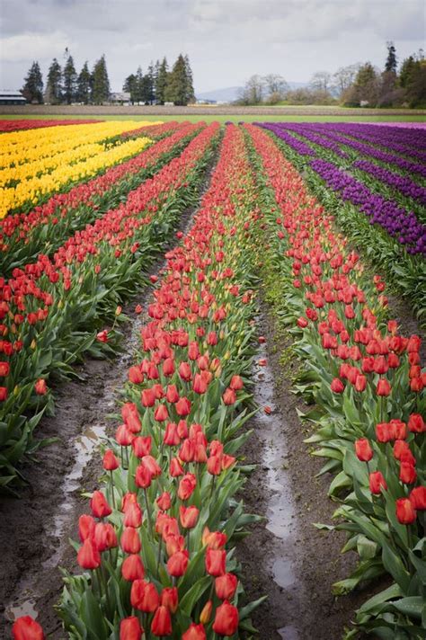 Tulip Fields En El Valle De Skagit Washington State Imagen De Archivo