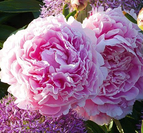 Plants that give off a show of early what early spring garden would be complete without the earliest of spring blooming plants? Peonies from Heaven... Plant peonies now and they¿ll light ...