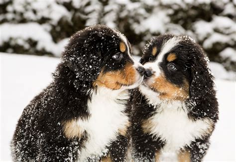 Dwa Psy Berneńskie Psy Pasterskie Szczeniaki Śnieg Zima Bernese