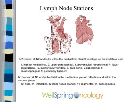 Lymph Node Locations Chest