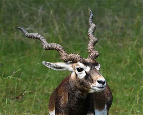 Antelope Animal Facts A Z Animals