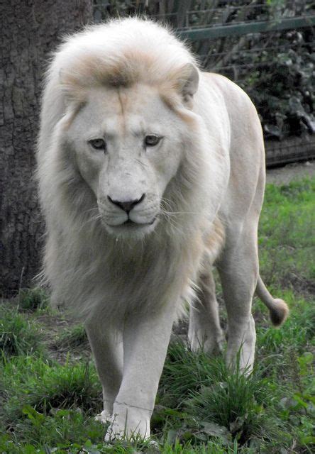 Male White Lion Rare Albino Animals