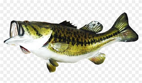 Fish Clip Art Graphic Free Stock Largemouth Bass Png Transparent Png