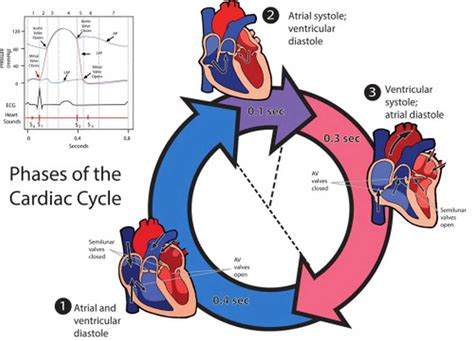 Fases Ciclo Cardiaco