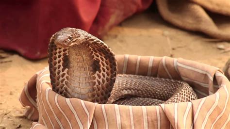 King cobra vs monocled cobra. Indian King Cobra Snake Wallpaper (50+ images)