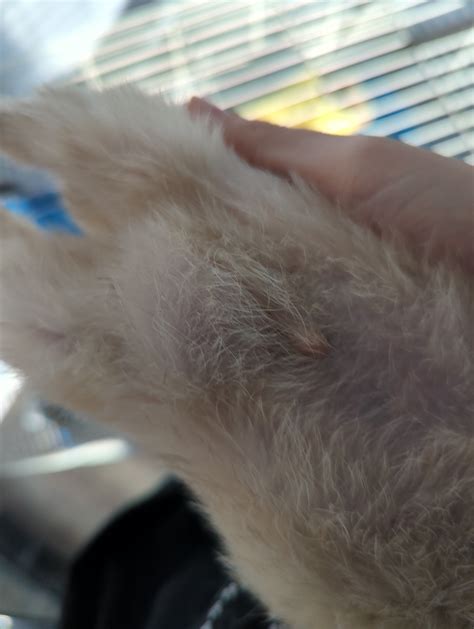 My Ferret Has A Big Lump On His Private Area And On His Face Around His