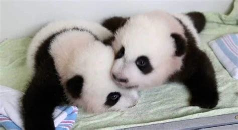 Twin Giant Panda Cubs At Atlanta Zoo Are Named The Washington Post