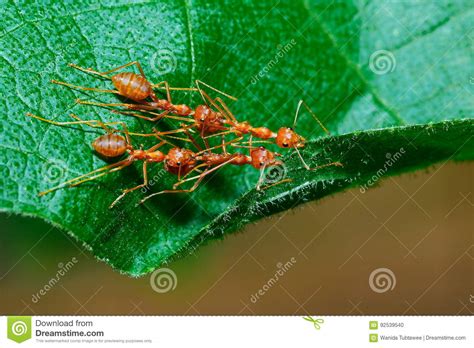 Ants,Diligent Ants Find Food Protection,Enemies,transport, Enemies Stock Photo - Image of orange 