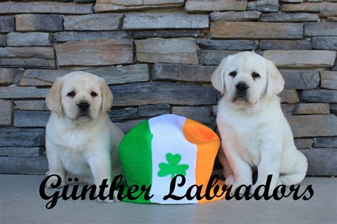 Our white labrador puppies are targeted for a purpose in life and that starts with our unique puppy program. English Labrador Puppies in 2020 | English labrador ...