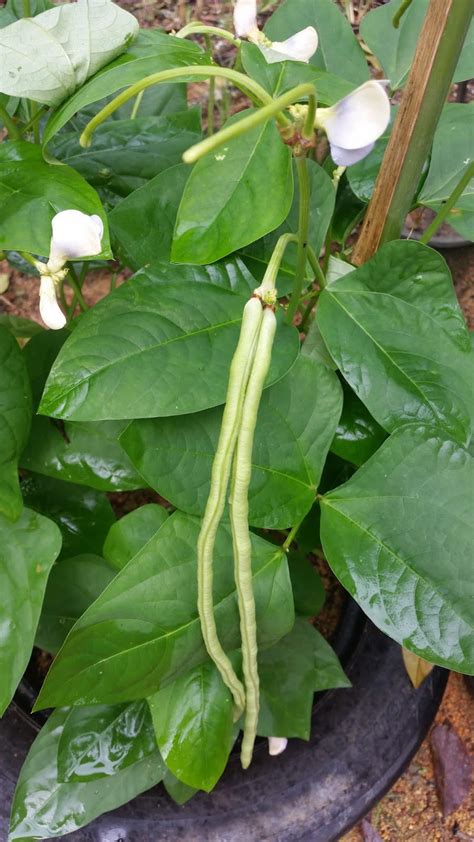 Tanaman kacang panjang atau yang memiliki nama ilmiah vigna sinensis adalah sejenis tanaman semak yang menjalar tinggi sekitar 2,5 m. Warisan Petani: Tanaman Kacang Panjang Renek