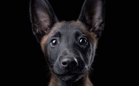 15 Amazing Facts About Belgian Malinois You Probably Never Knew The